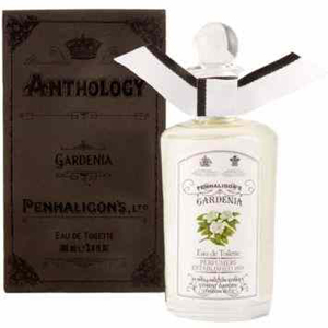 Anthology Gardenia